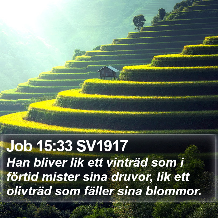 Job 15:33 SV1917 Bible Study