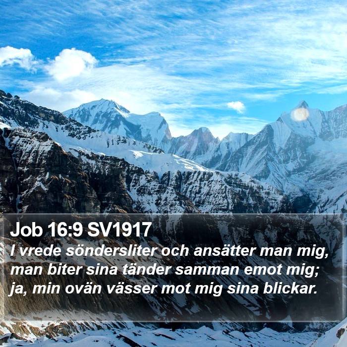 Job 16:9 SV1917 Bible Study