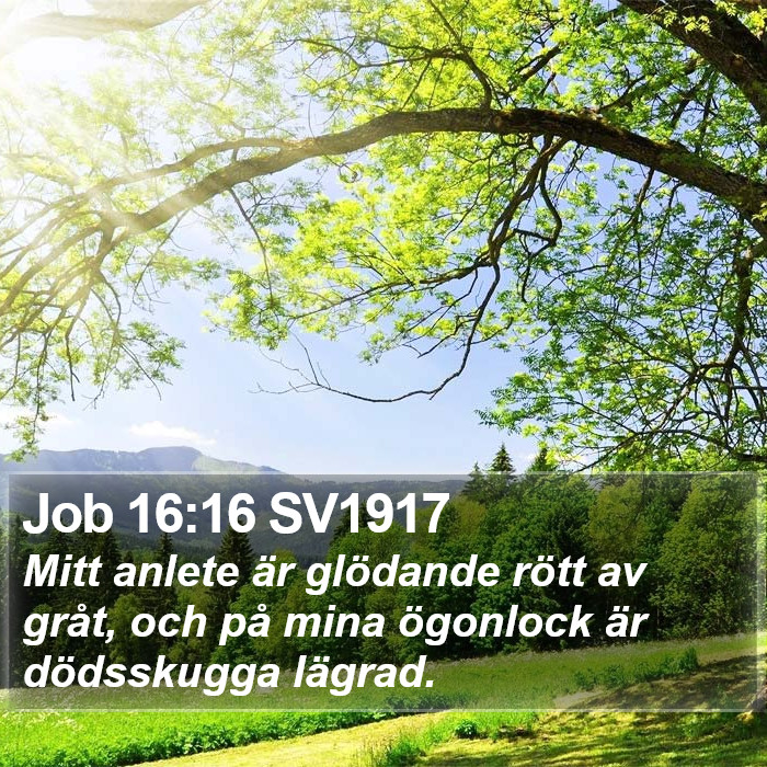 Job 16:16 SV1917 Bible Study