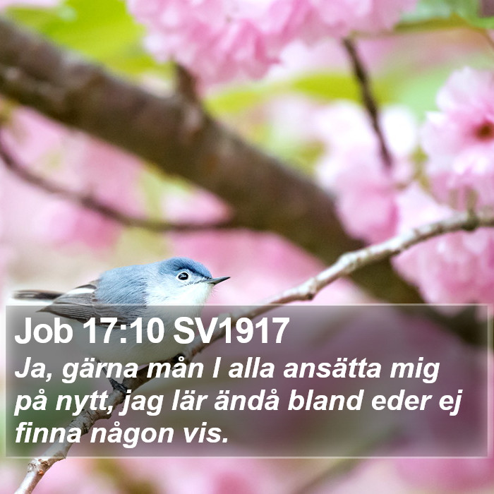 Job 17:10 SV1917 Bible Study