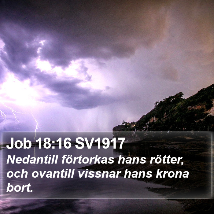 Job 18:16 SV1917 Bible Study