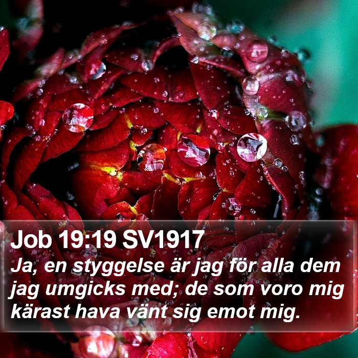 Job 19:19 SV1917 Bible Study