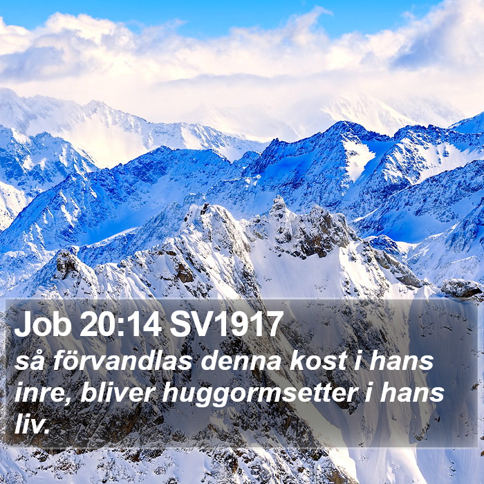 Job 20:14 SV1917 Bible Study
