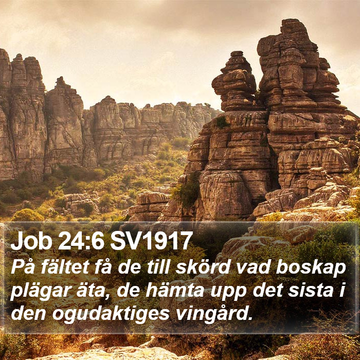 Job 24:6 SV1917 Bible Study