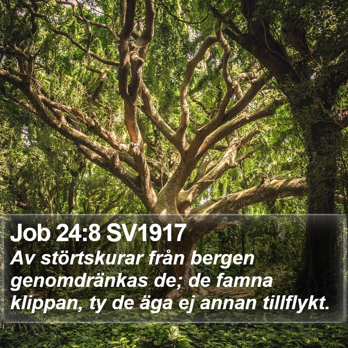 Job 24:8 SV1917 Bible Study