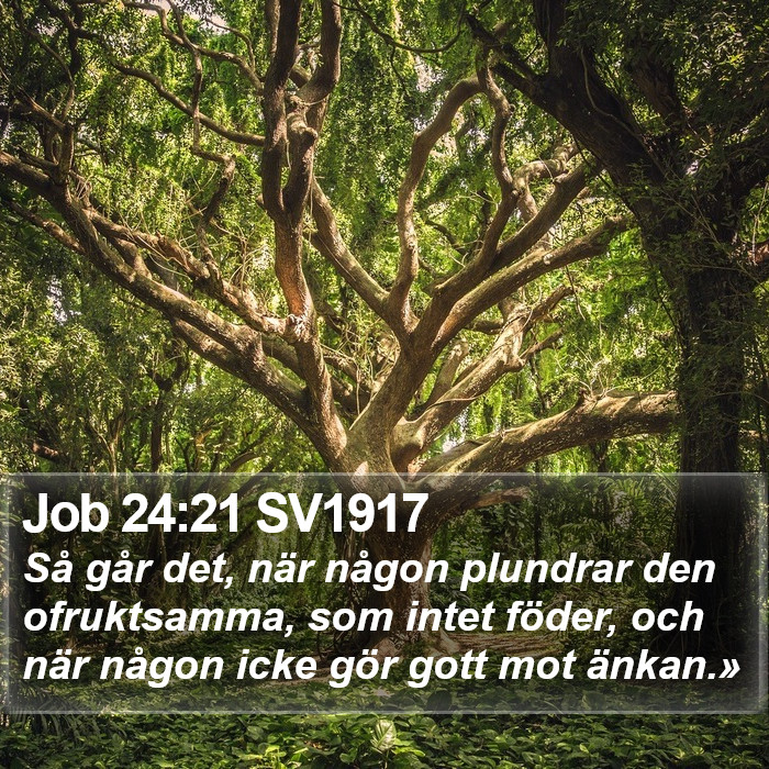 Job 24:21 SV1917 Bible Study