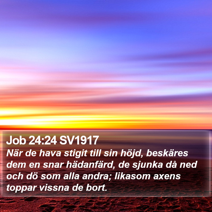 Job 24:24 SV1917 Bible Study