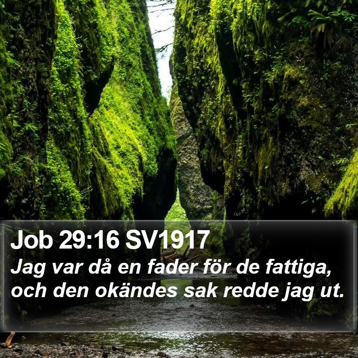 Job 29:16 SV1917 Bible Study