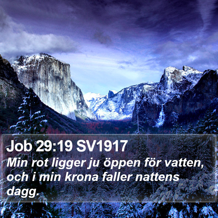 Job 29:19 SV1917 Bible Study