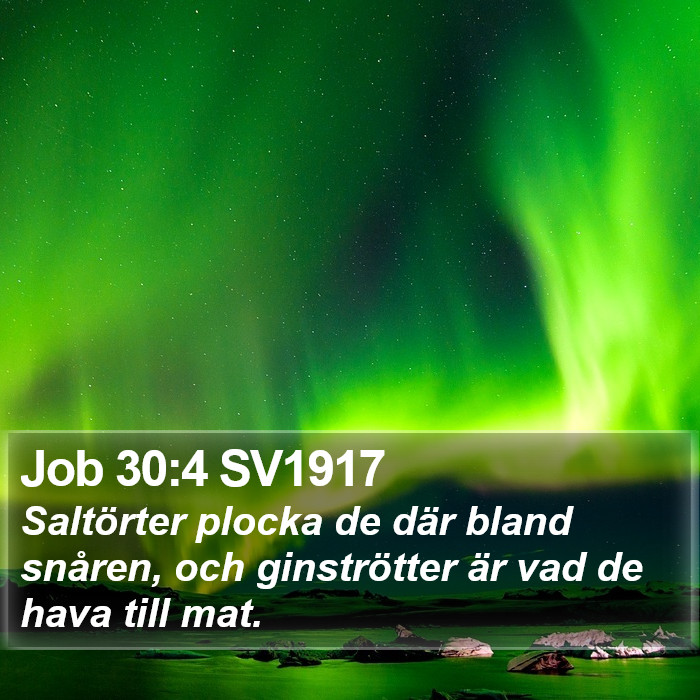 Job 30:4 SV1917 Bible Study