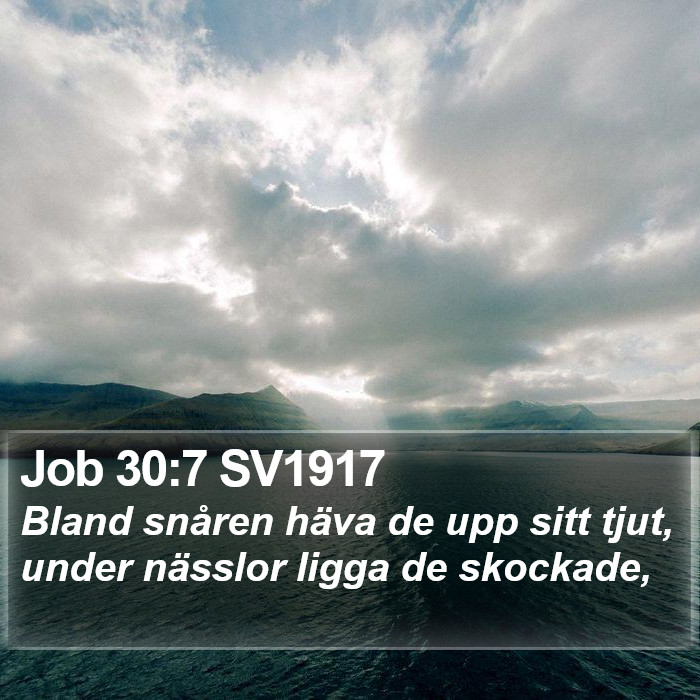 Job 30:7 SV1917 Bible Study