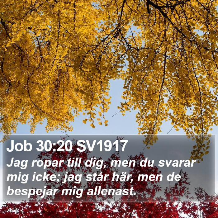 Job 30:20 SV1917 Bible Study