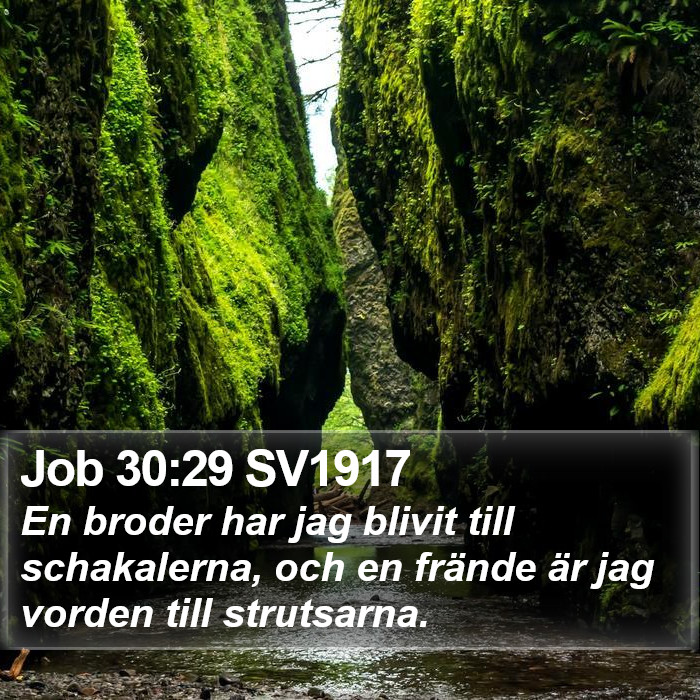 Job 30:29 SV1917 Bible Study