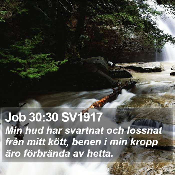 Job 30:30 SV1917 Bible Study