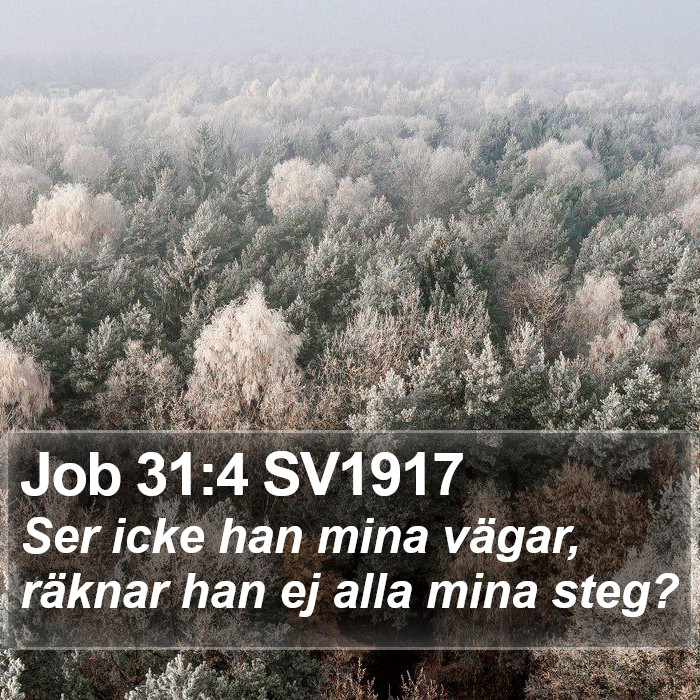 Job 31:4 SV1917 Bible Study