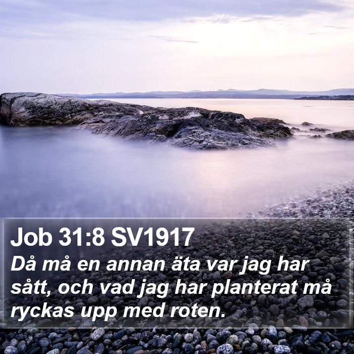 Job 31:8 SV1917 Bible Study