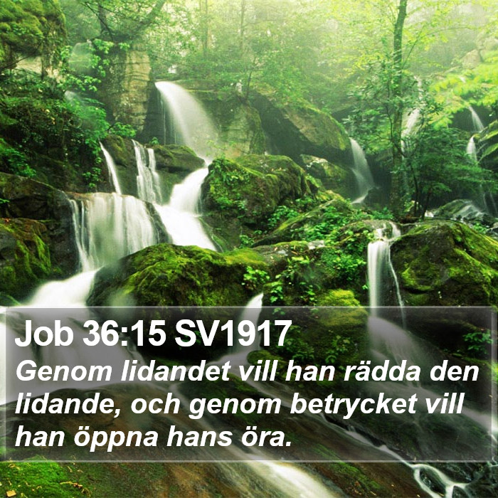 Job 36:15 SV1917 Bible Study