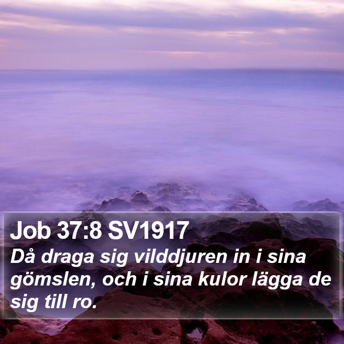 Job 37:8 SV1917 Bible Study