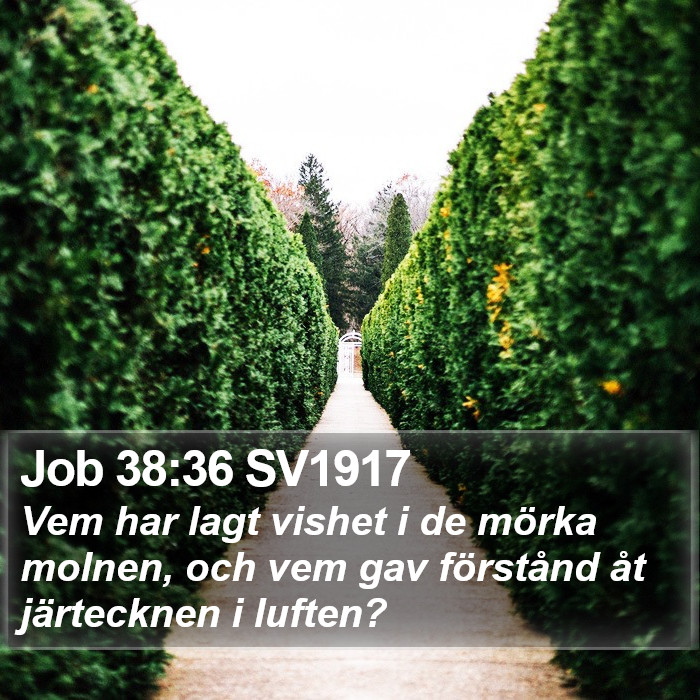 Job 38:36 SV1917 Bible Study