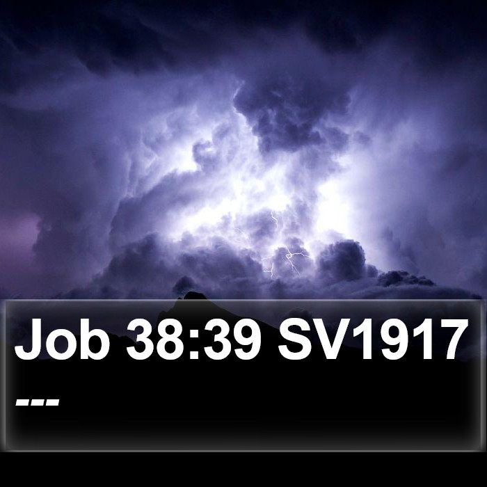 Job 38:39 SV1917 Bible Study