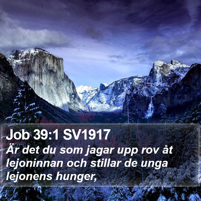 Job 39:1 SV1917 Bible Study