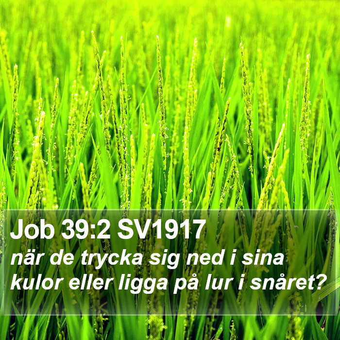 Job 39:2 SV1917 Bible Study