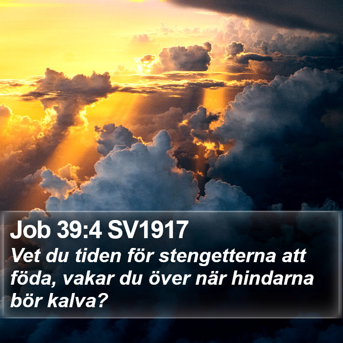 Job 39:4 SV1917 Bible Study