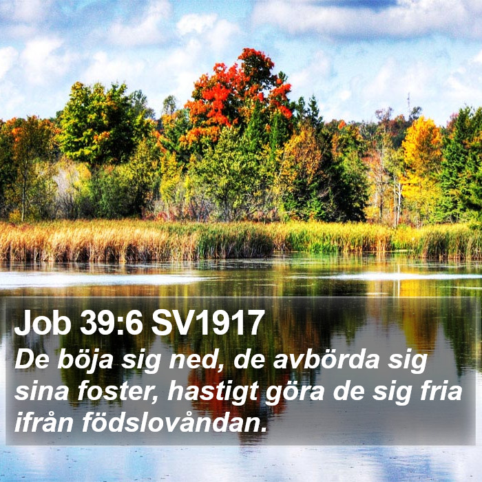 Job 39:6 SV1917 Bible Study