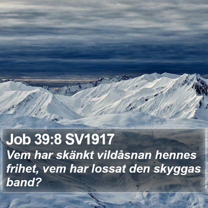 Job 39:8 SV1917 Bible Study