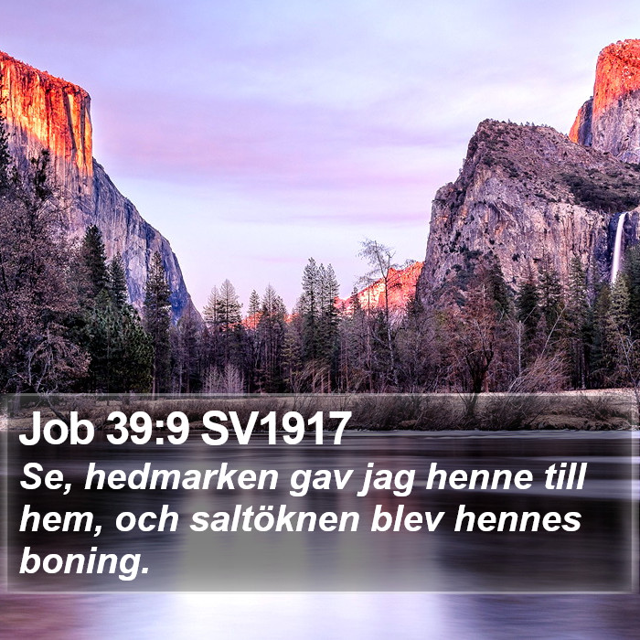 Job 39:9 SV1917 Bible Study