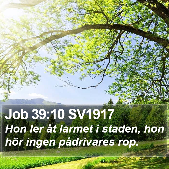 Job 39:10 SV1917 Bible Study