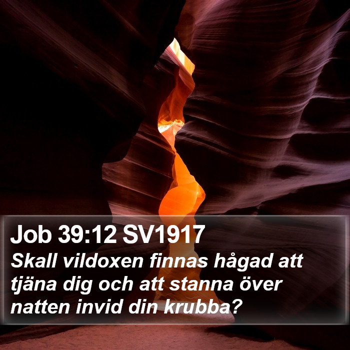 Job 39:12 SV1917 Bible Study