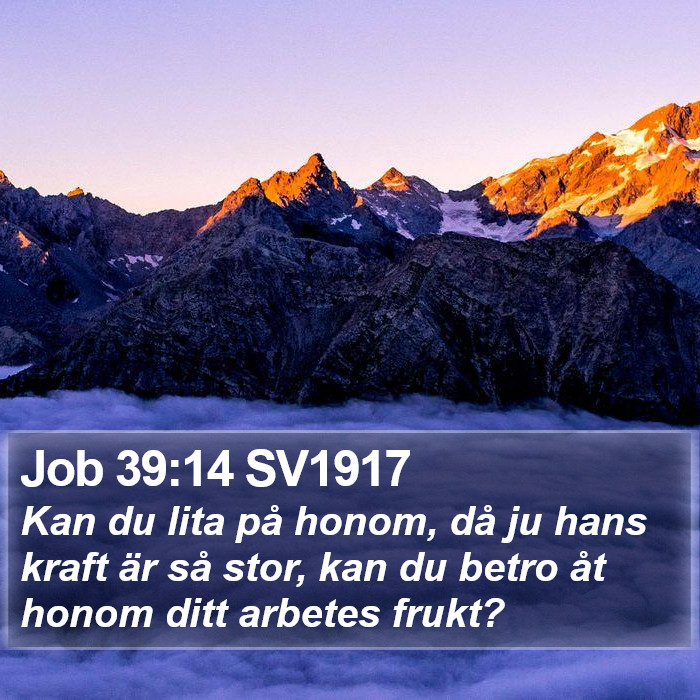 Job 39:14 SV1917 Bible Study