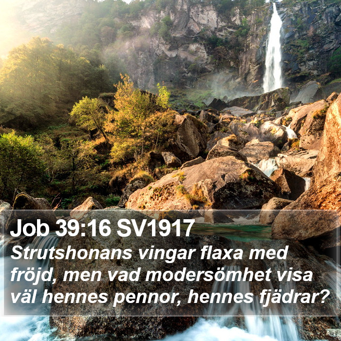 Job 39:16 SV1917 Bible Study