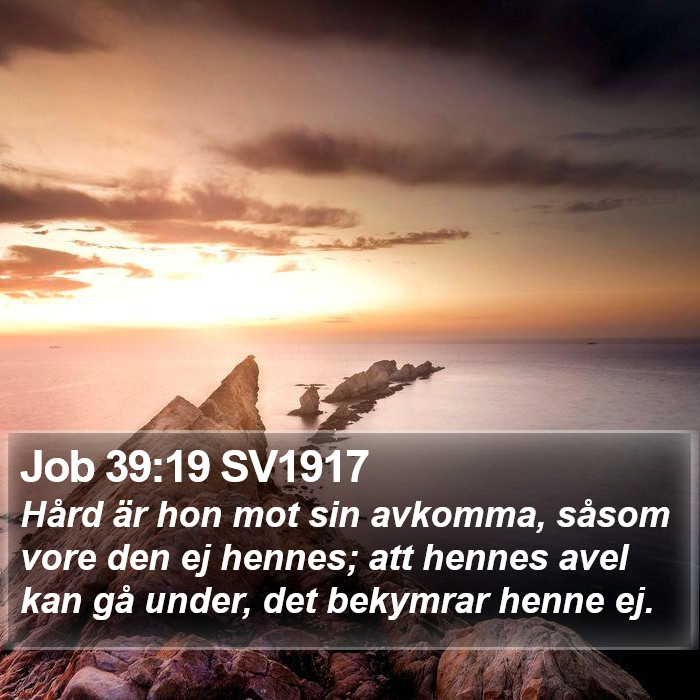 Job 39:19 SV1917 Bible Study