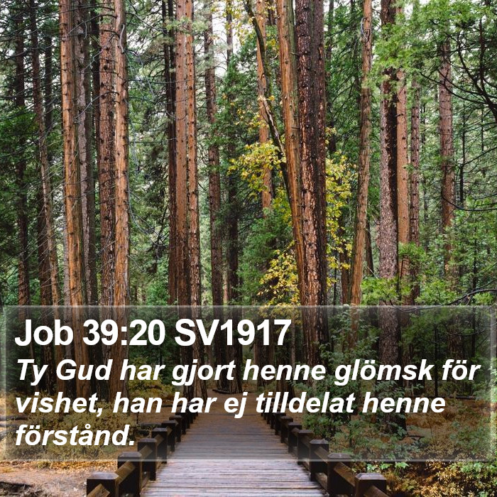 Job 39:20 SV1917 Bible Study