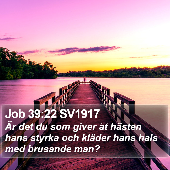 Job 39:22 SV1917 Bible Study