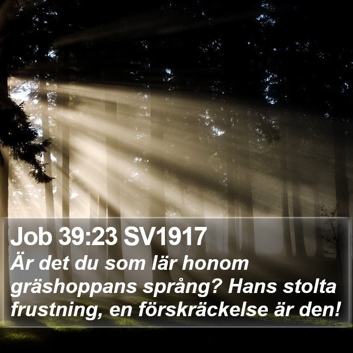 Job 39:23 SV1917 Bible Study