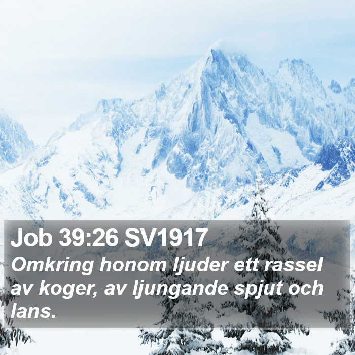 Job 39:26 SV1917 Bible Study