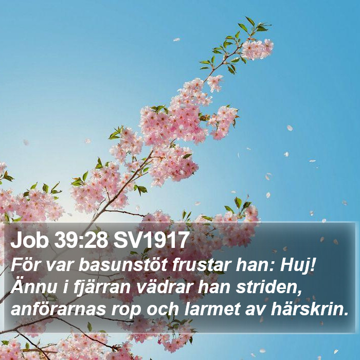 Job 39:28 SV1917 Bible Study