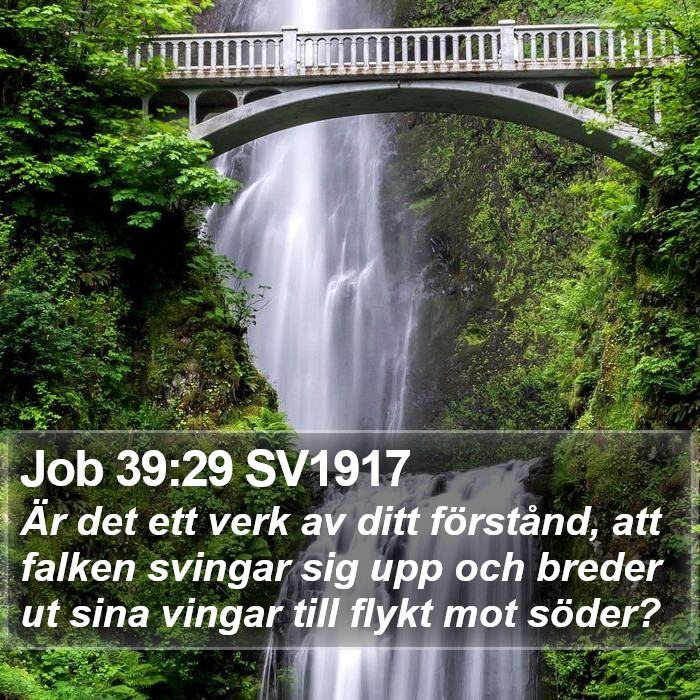 Job 39:29 SV1917 Bible Study