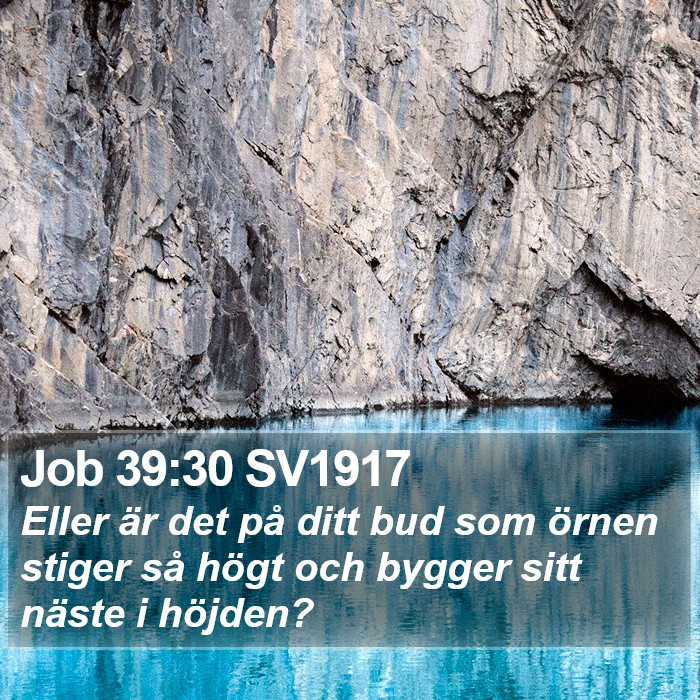 Job 39:30 SV1917 Bible Study