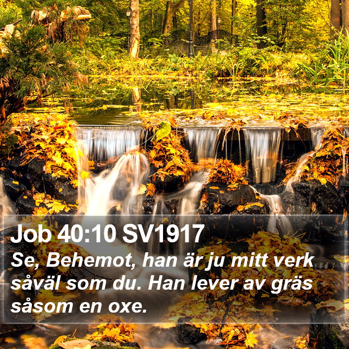 Job 40:10 SV1917 Bible Study