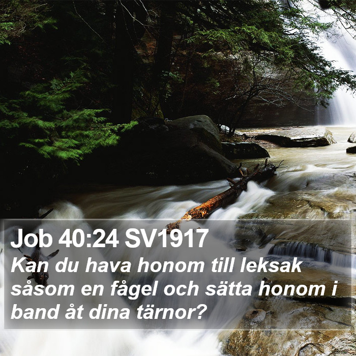 Job 40:24 SV1917 Bible Study