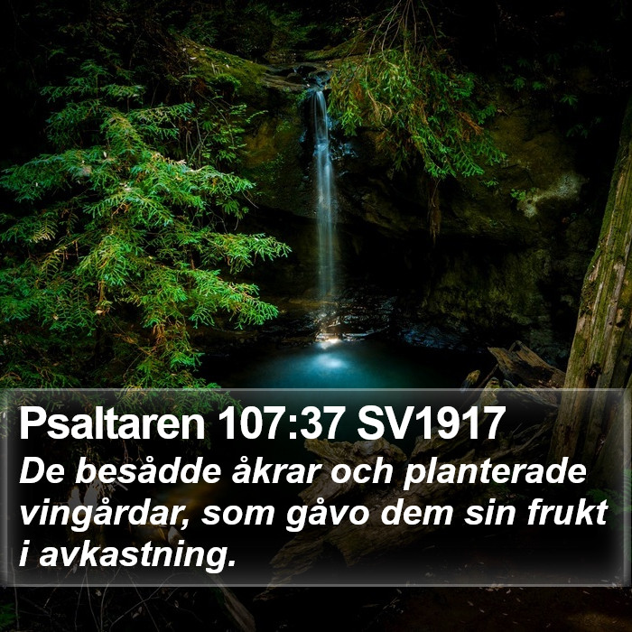 Psaltaren 107:37 SV1917 Bible Study