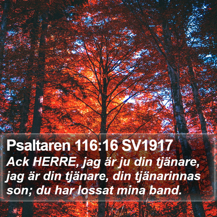 Psaltaren 116:16 SV1917 Bible Study