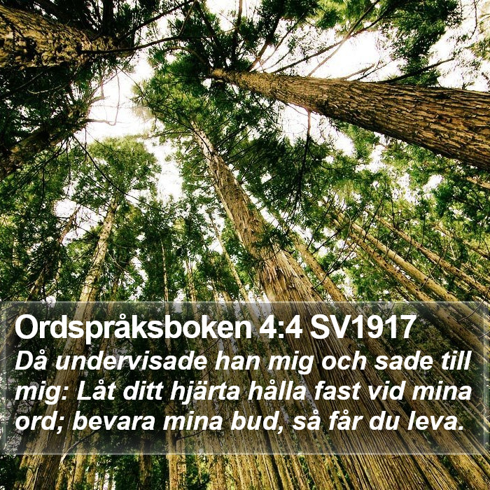 Ordspråksboken 4:4 SV1917 Bible Study