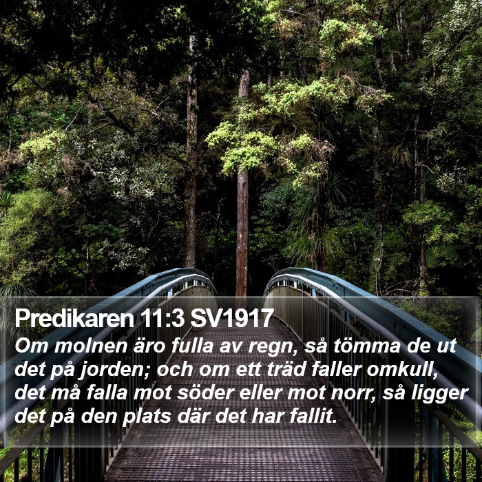 Predikaren 11:3 SV1917 Bible Study