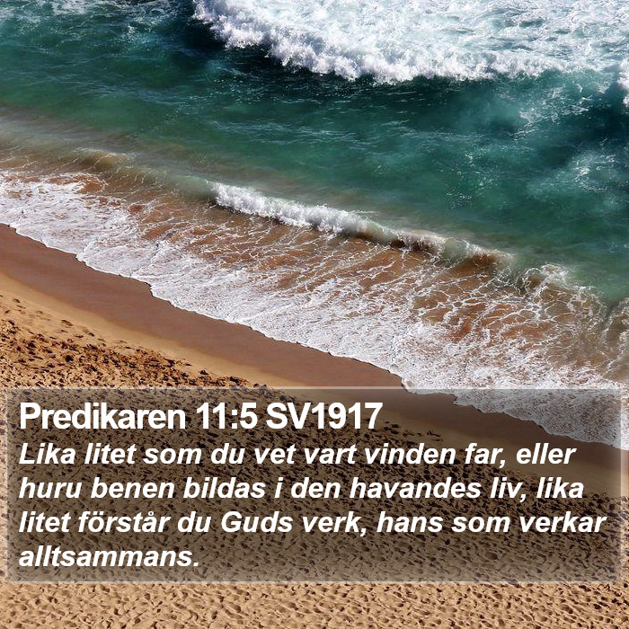 Predikaren 11:5 SV1917 Bible Study