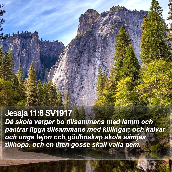 Jesaja 11:6 SV1917 Bible Study